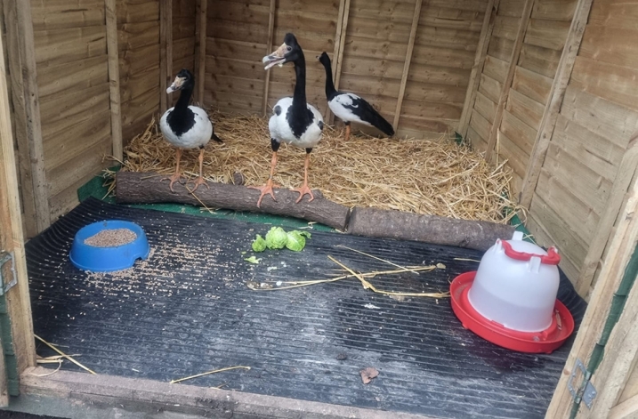 AR Magpie Trio in winter chalet 966x635.jpg